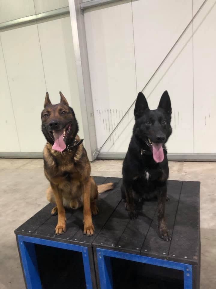 Two Belgian Malinois holding a steady sit together